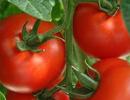 番茄产量的提升U30-NRC