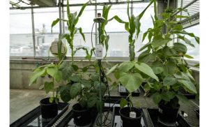 MX2311-application-greenhouse-11_CeONRU_0
